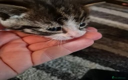 Domestic Shorthair cats for sale: 2 kittens 1 girl and one boy - Image 4