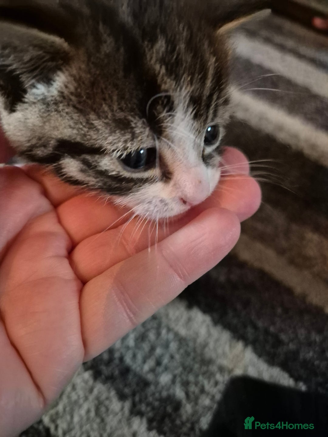 Domestic Shorthair cats for sale: 2 kittens 1 girl and one boy - Image 4