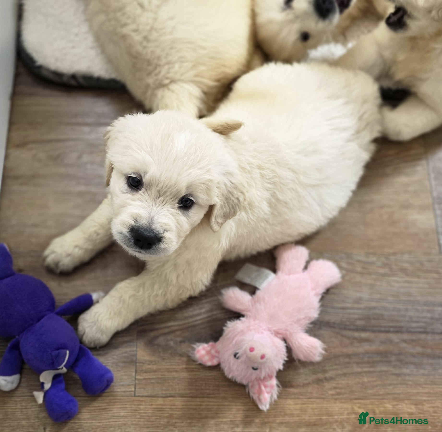 Golden Retriever dogs KC Pedigree DNA Clear Golden Retriever Puppies  - Advert 13
