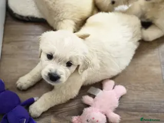 Golden Retriever dogs KC Pedigree DNA Clear Golden Retriever Puppies - Advert 6