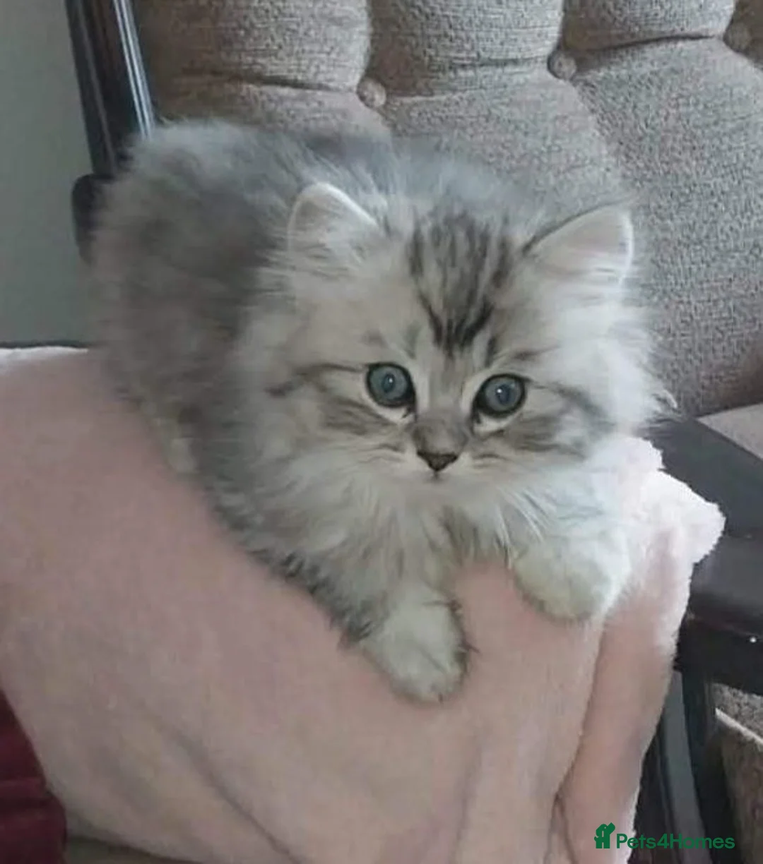 Persian cats for sale: 1male 1female Persian chinchilla  - Advert 2