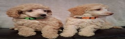 Miniature Poodle dogs for sale: Beautiful poodle pups - Advert 9