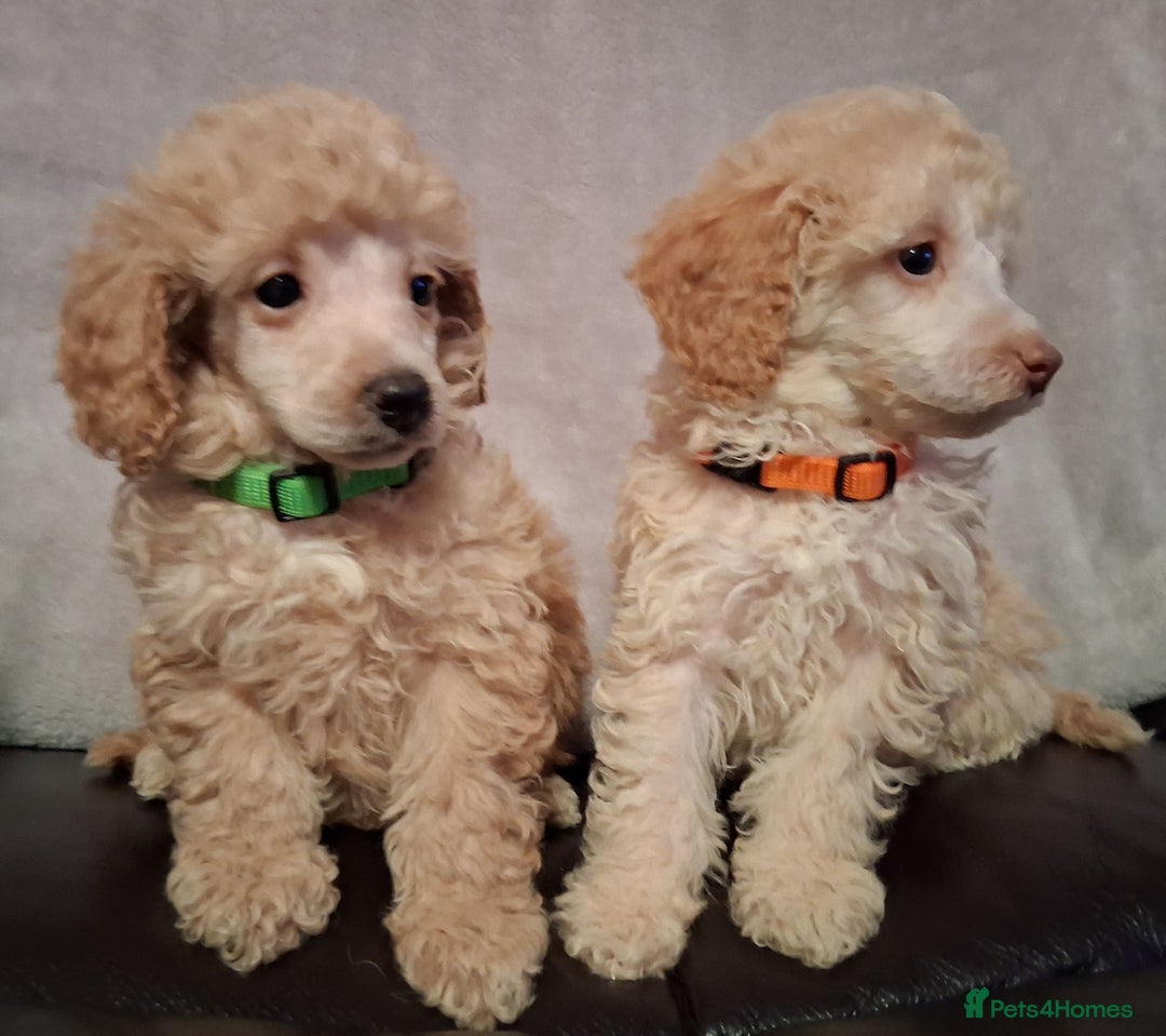 Miniature Poodle dogs for sale: Beautiful poodle pups - Advert 9