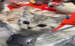 British Shorthair cats for sale: Beautiful silver spotted british shorthair kittens - Image 5