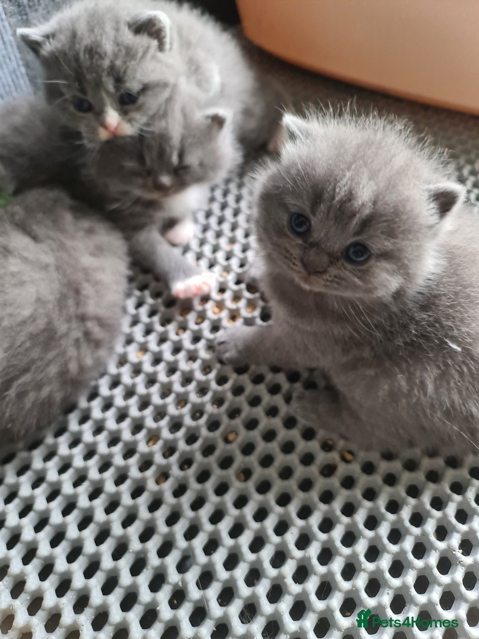 British Shorthair cats British shorthair kittens  - Advert 9