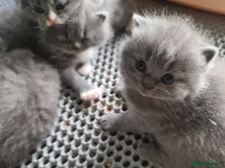 British Shorthair cats British shorthair kittens - Advert 9