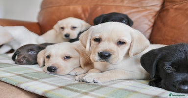 Labrador Retriever dogs - Advert 9