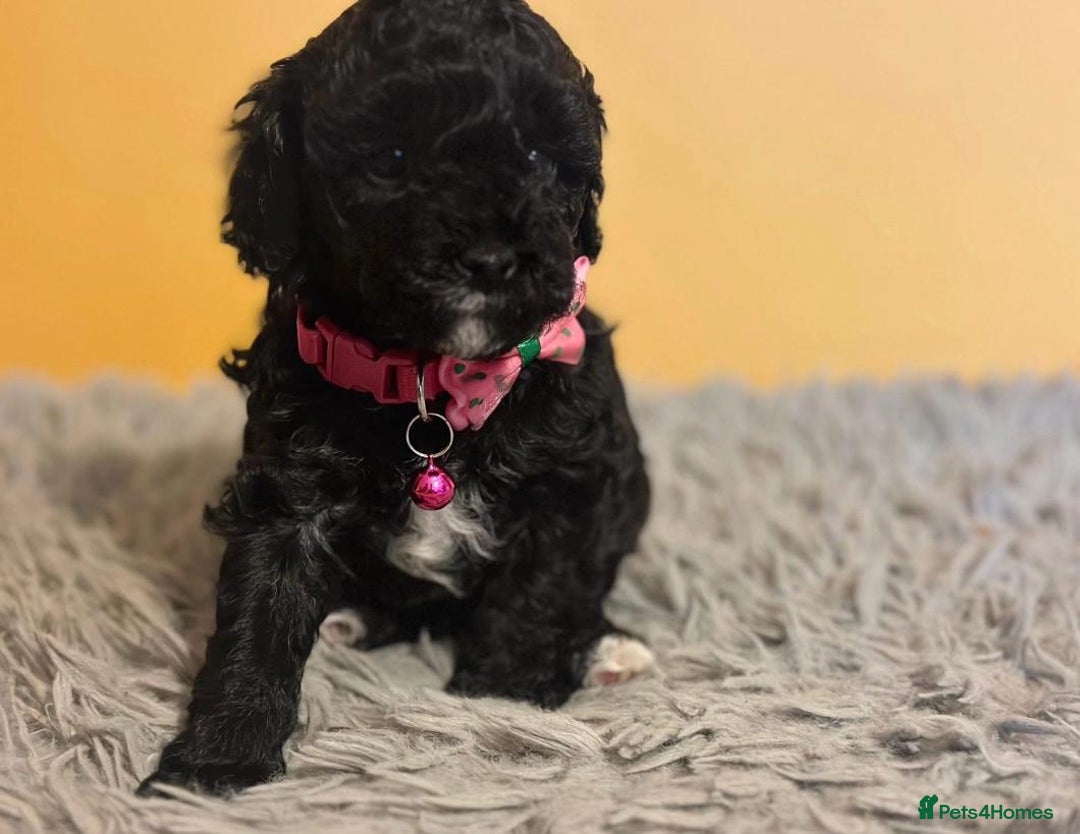 Cockapoo dogs for sale: Cockapoo Pups  - Image 7