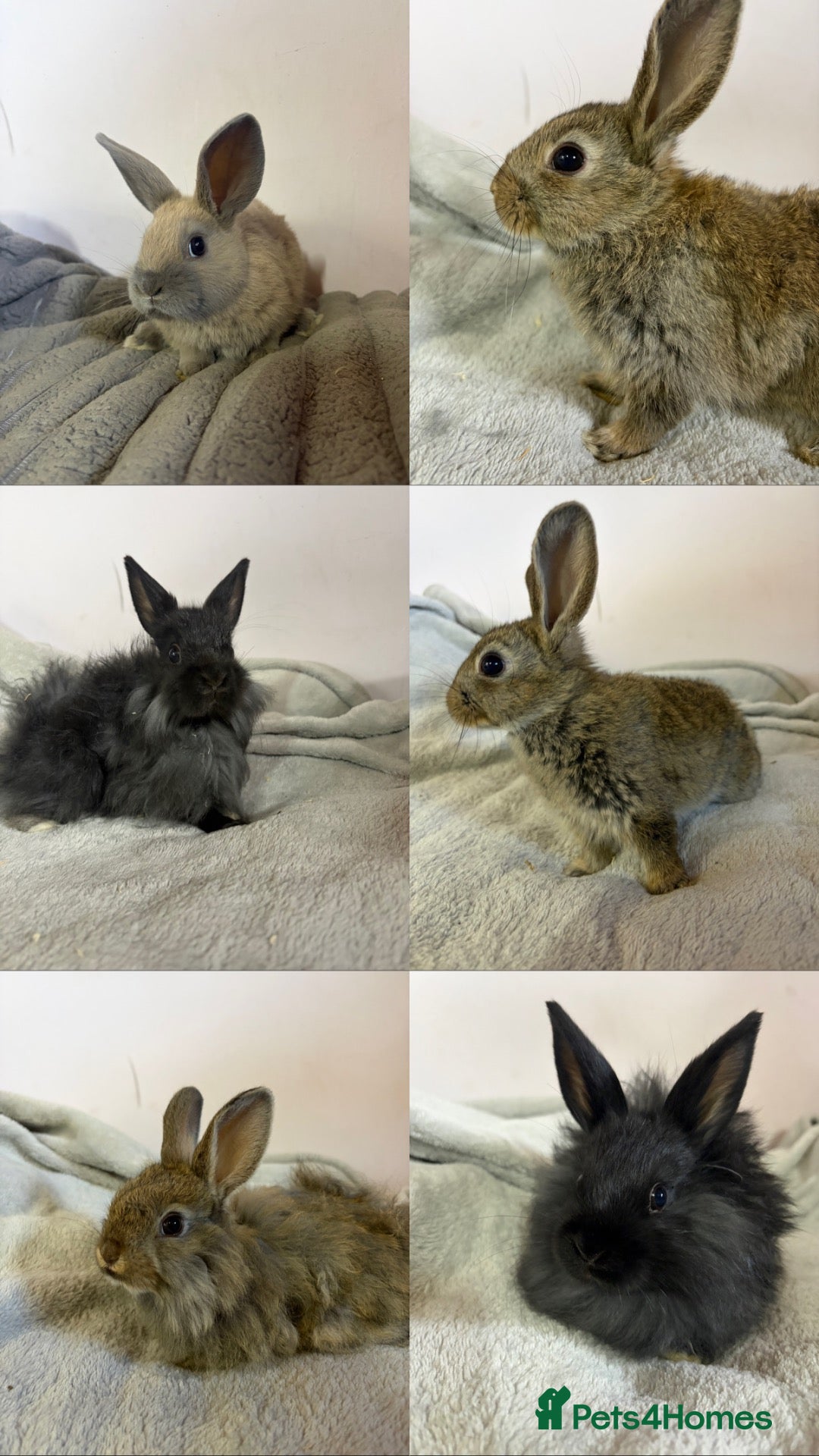 Mixed Breed rabbits Lionhead cross bunnies ready to go  - Advert 1