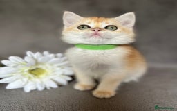 British Shorthair cats for sale: NY 12 British shorthair GCCF golden kittens  - Image 15