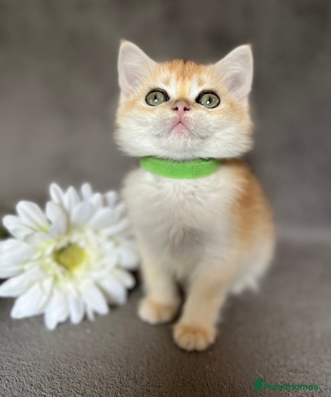 British Shorthair cats for sale: NY 12 British shorthair GCCF golden kittens  - Image 15