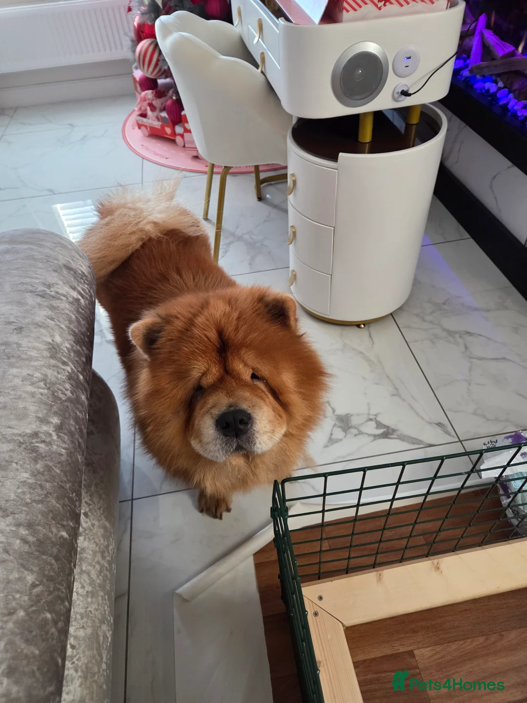 Chow Chow dogs for sale: READY NOW !!! KC REGISTERED CHOW CHOW GIRL - Advert 18