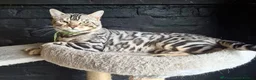 Bengal cats for stud: Silver Bengal Stud 🩶 TICA REG N DNA CLEAR - Advert 1