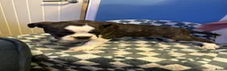 Dorset Olde Tyme Bulldogge dogs for sale: READY TO LEAVE olde tyme bulldogs puppies  - Advert 12