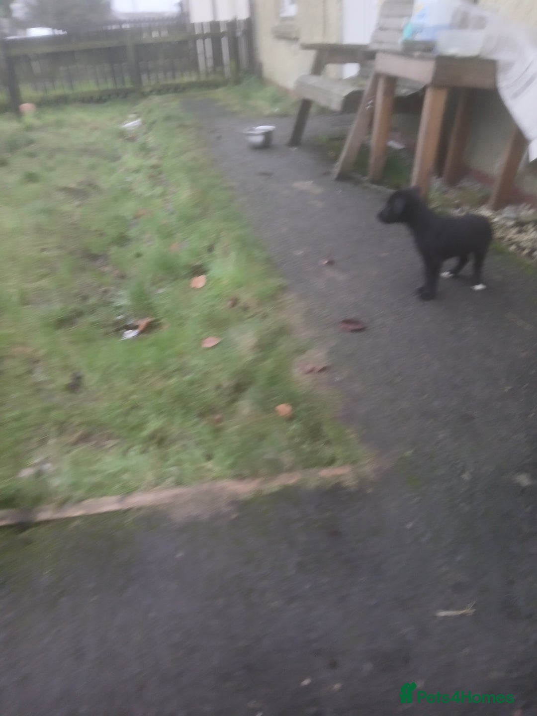 Borador dogs for sale: 8 beautiful borador ready for their forever homes  - Advert 4