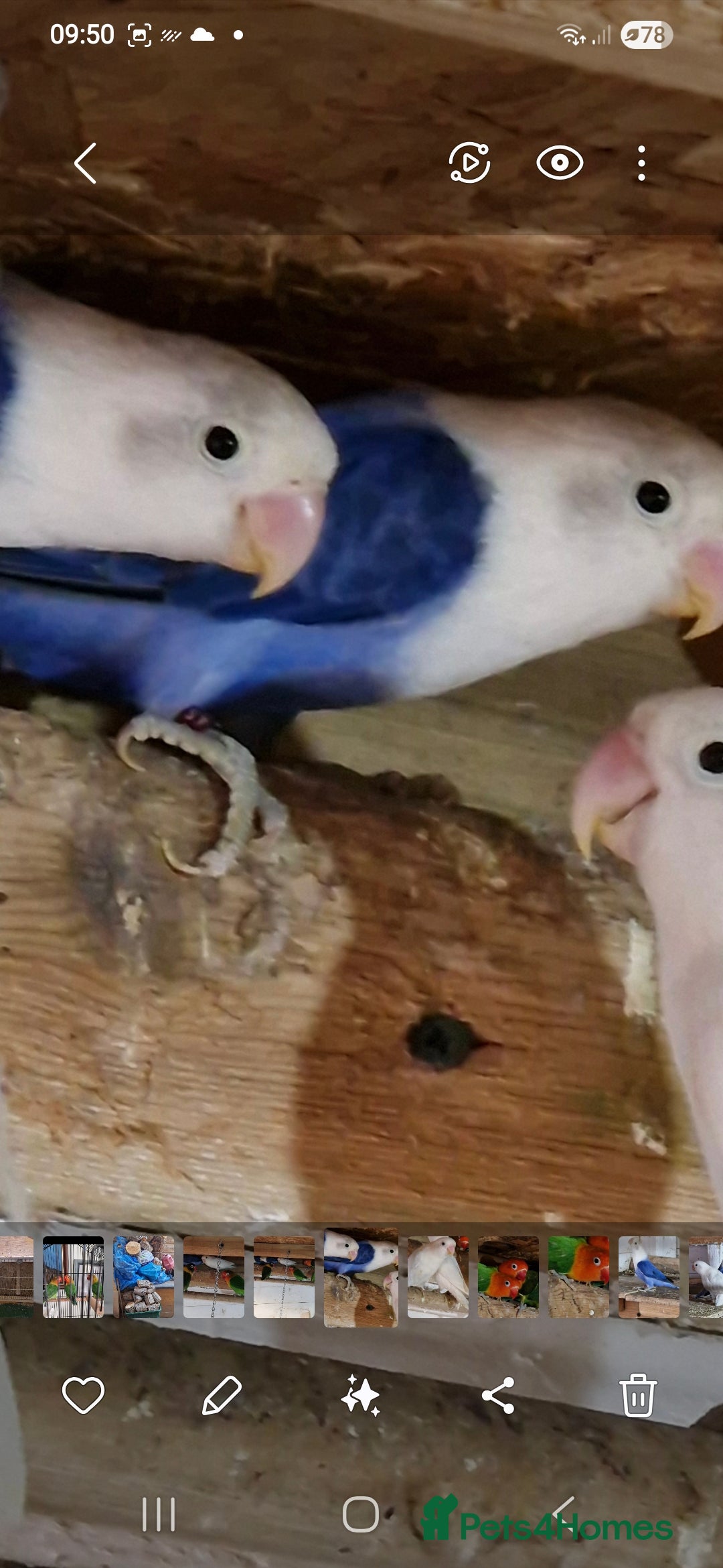 Lovebirds birds for sale: 4 pairs lovebirds - Advert 6