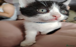 Mixed Breed cats for sale: Beautiful and playful kittens - Image 2