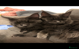Maine Coon cats for sale: Beautiful Blue/Black Smoked or Solid Maine Coons  - Image 22