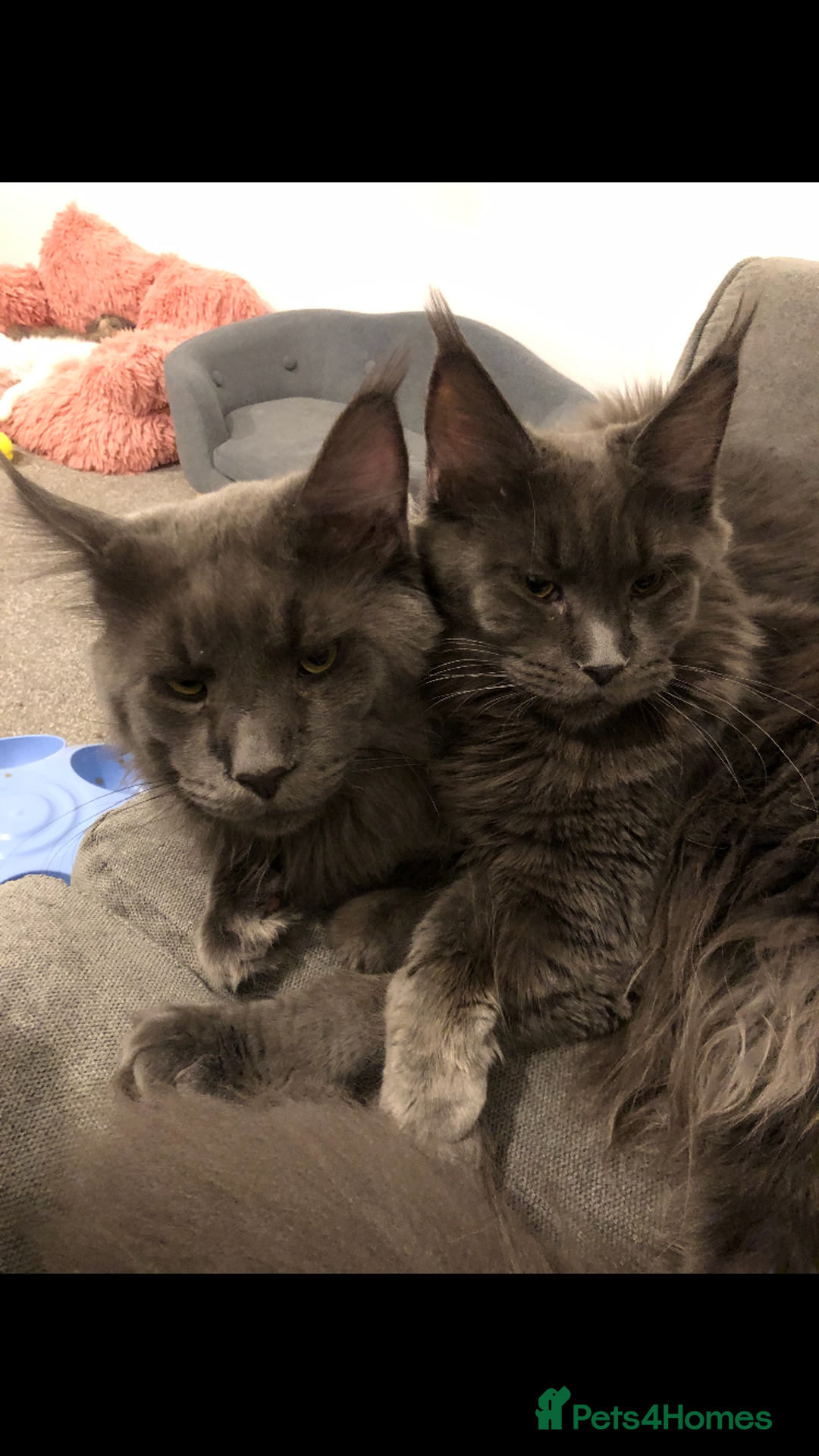 Maine Coon cats for sale: Beautiful Blue/Black Smoked or Solid Maine Coons  - Image 22