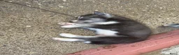 Siberian Husky dogs for sale: Puppies ready to go in London - Advert 14