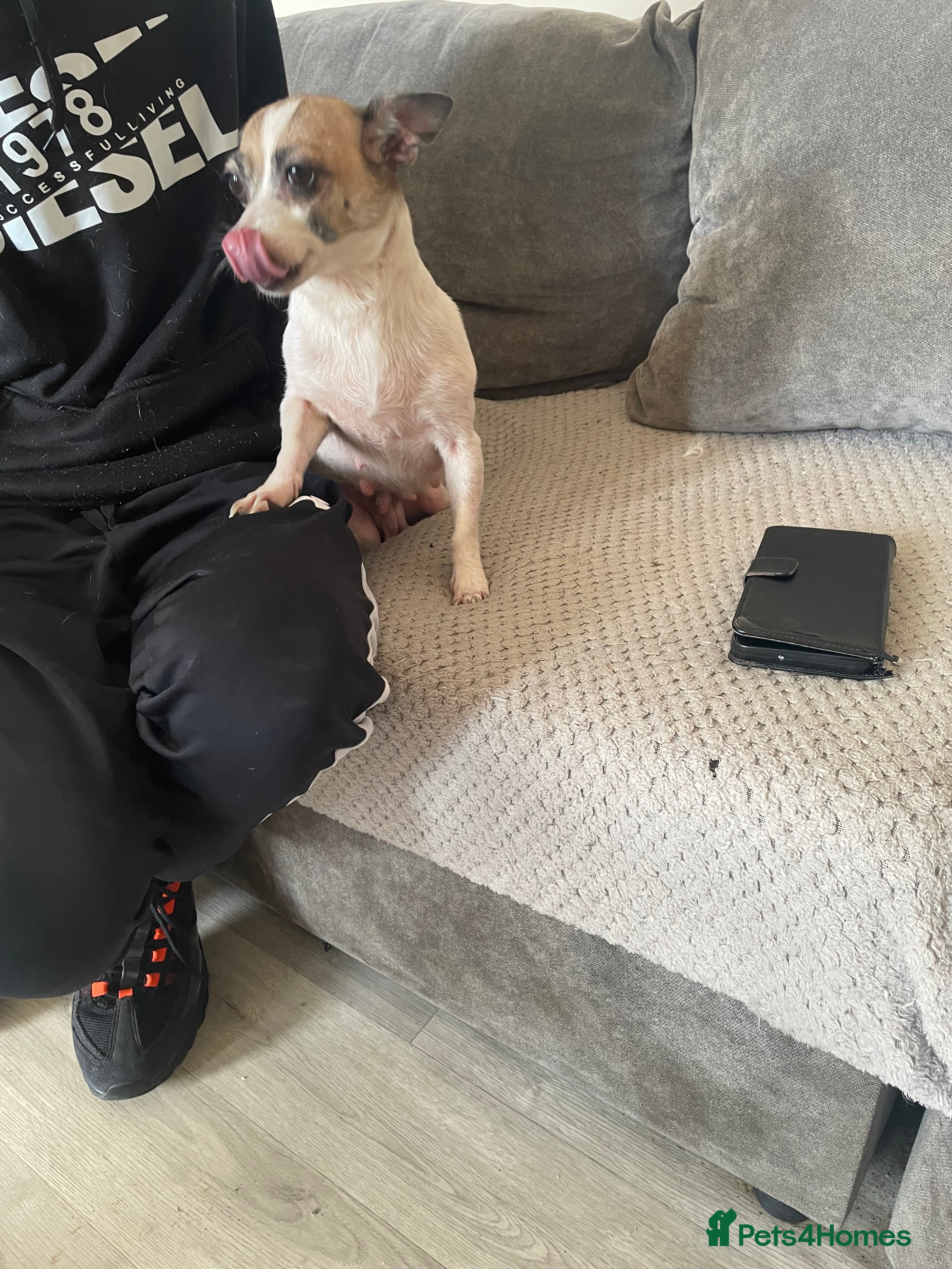 Jack Chi dogs Puppies  - Advert 1