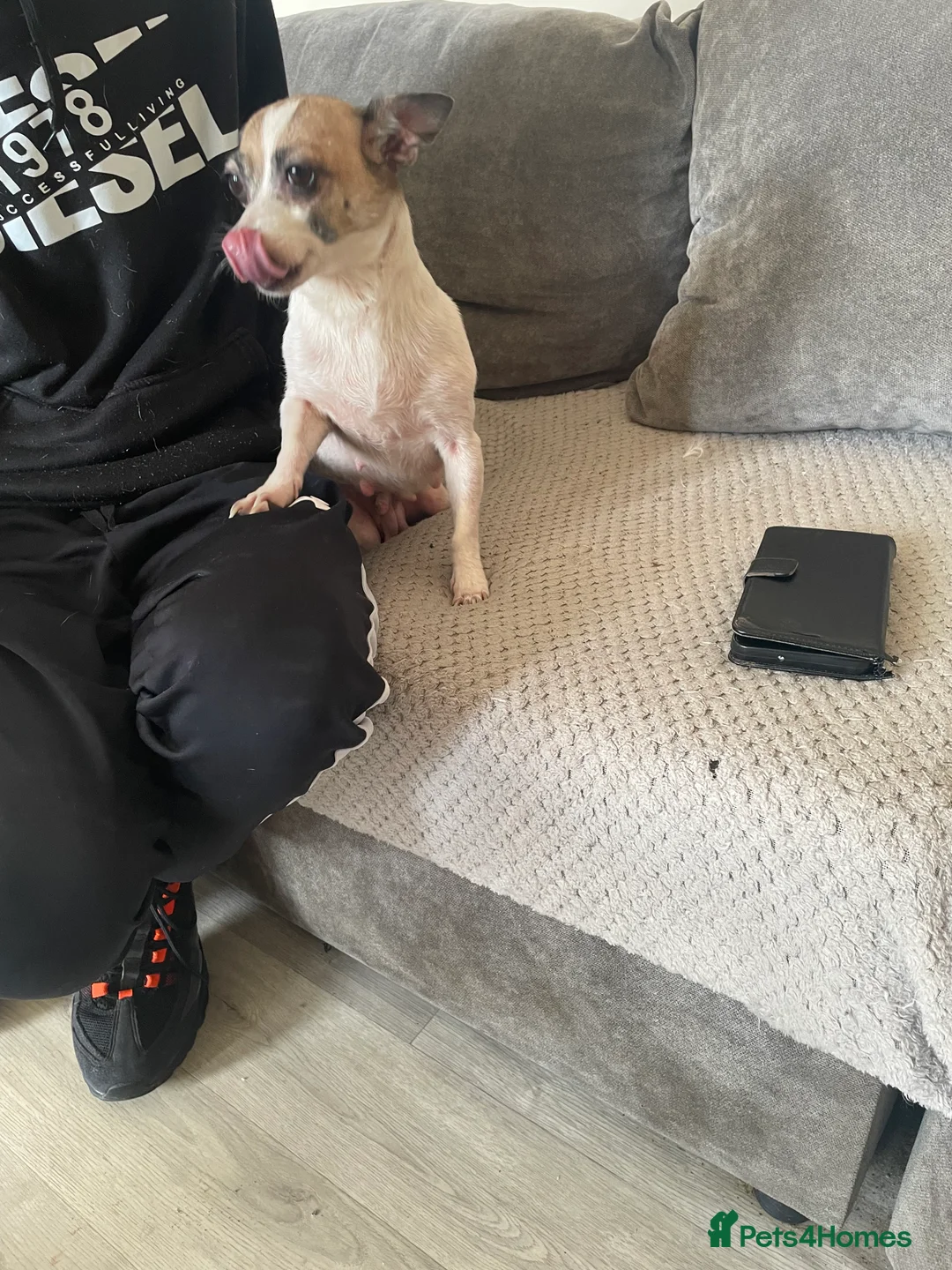 Jack Chi dogs for sale: Puppies  - Advert 1