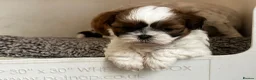 Shih Tzu dogs for sale: Shih Tzu puppies  - Advert 6