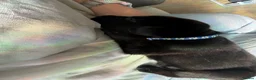 Mixed Breed dogs for sale: Beautiful chunky puppies - Advert 2