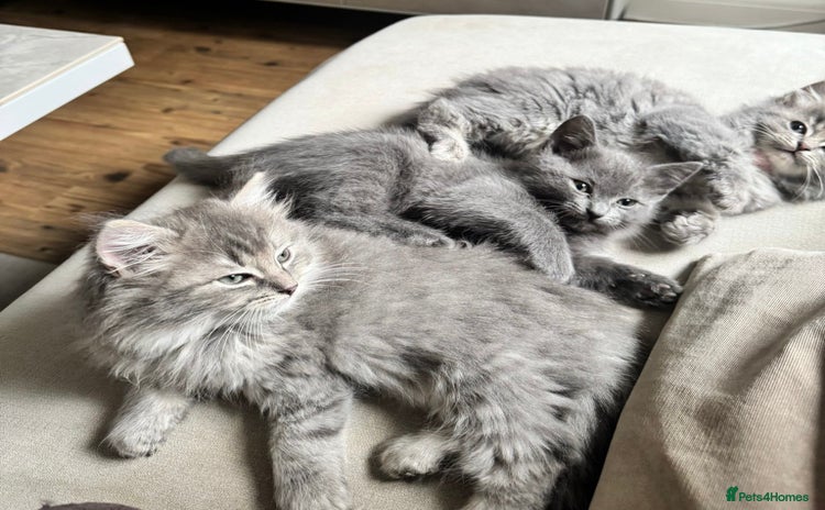Ragdoll cats - Advert 7