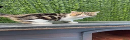 Exotic cats for sale: Hello my name is Agnus - Advert 8