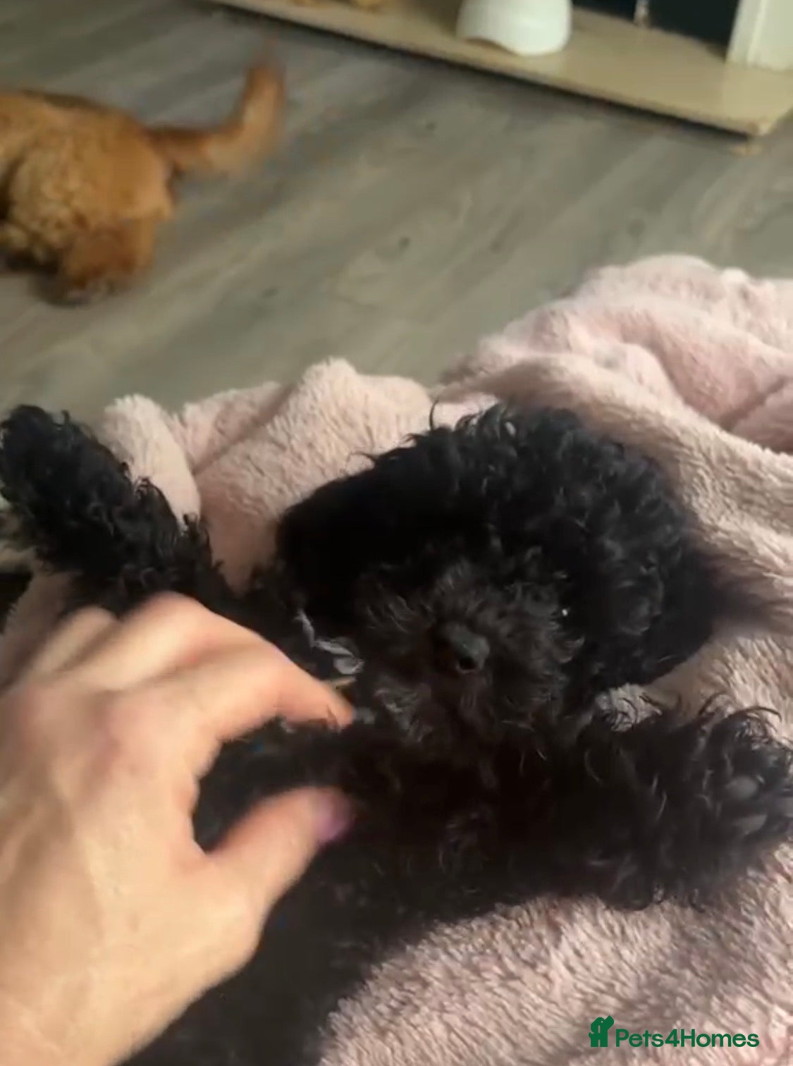 Toy Poodle dogs Toy Poodle boys KC Registered Parents - Advert 4