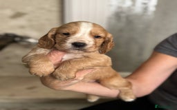 Cocker Spaniel dogs for sale: 4 Adorable working Cocker Spaniel puppies  - Image 7