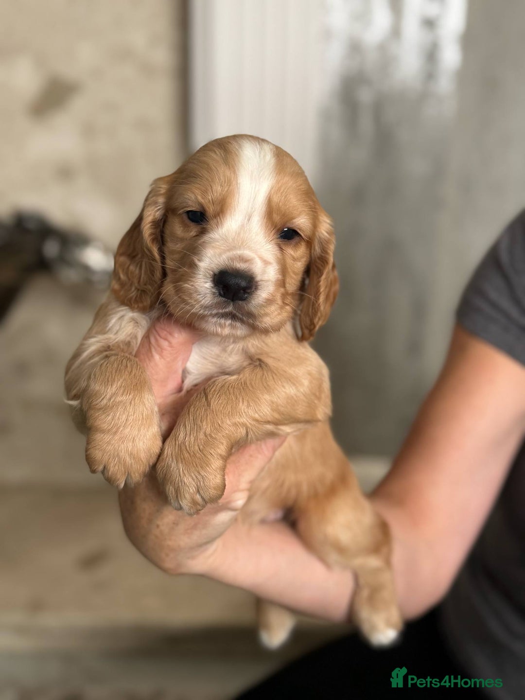 Cocker Spaniel dogs for sale: 4 Adorable working Cocker Spaniel puppies  - Image 7