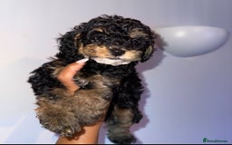 Cavapoo dogs for sale: Miniature cavapoos  - Image 24