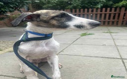 Mixed Breed dogs for adoption: Donut - Norwich Norfolk  - Image 8
