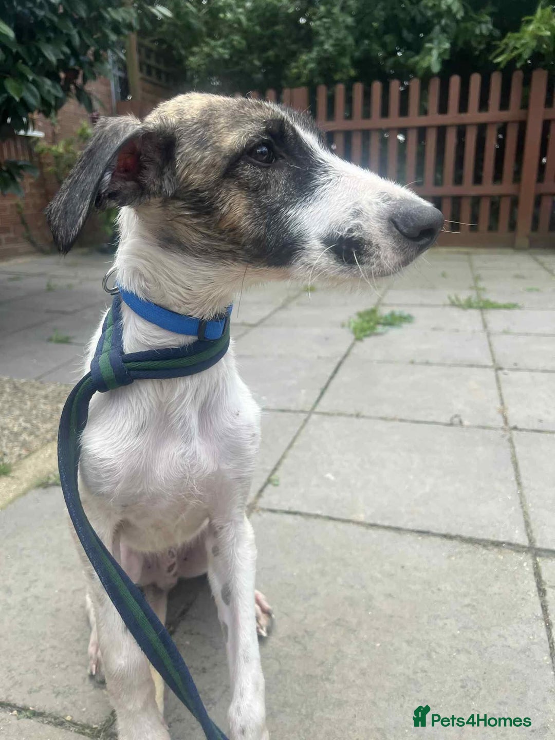 Mixed Breed dogs for adoption: Donut - Norwich Norfolk  - Image 8