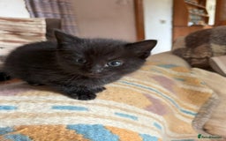 Mixed Breed cats for sale: 3 Black Kittens from White Birman Mother - Image 2