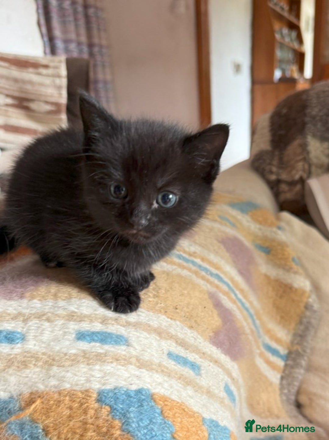 Mixed Breed cats for sale: 3 Black Kittens from White Birman Mother - Image 2