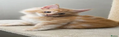 Maine Coon 1