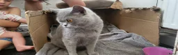 British Shorthair cats for sale: Stunning British shorthair kittens in Saxmundham - Advert 12