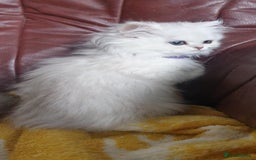 Persian cats for sale: 🌟Beautiful Pedigree Chinchilla Persian Kitten🌟 - Image 20
