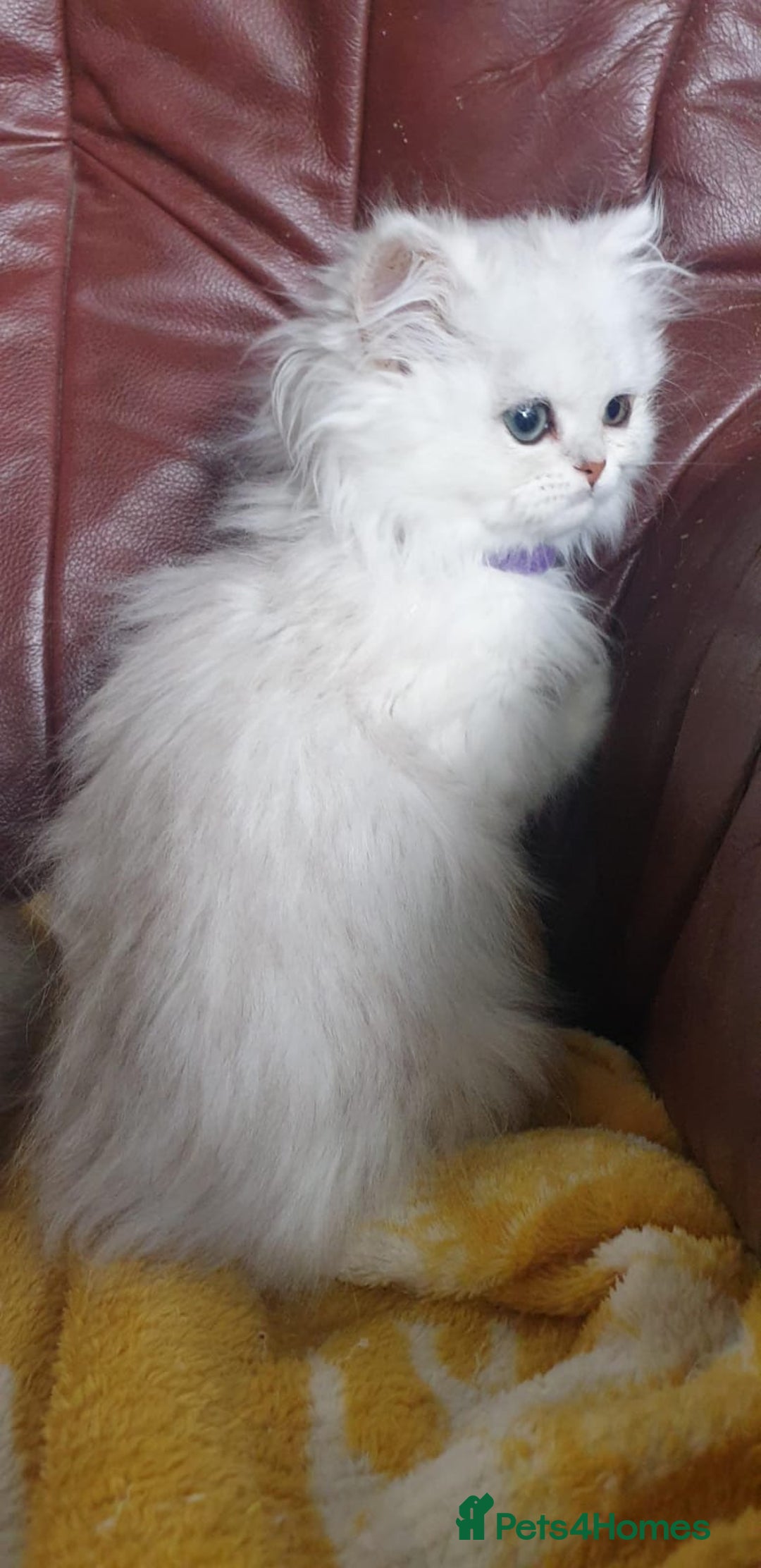 Persian cats for sale: 🌟Beautiful Pedigree Chinchilla Persian Kitten🌟 - Image 20