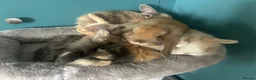 Mini Lion Lop rabbits for sale: 6 Mini Lion Lop Bunnies Available 🐰 - Advert 1
