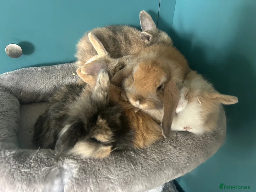 Mini Lion Lop rabbits for sale: 6 Mini Lion Lop Bunnies Available 🐰 - Advert 1