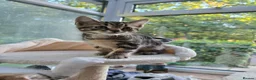 Mixed Breed cats for sale: Three beautiful kittens for sale  - Advert 3