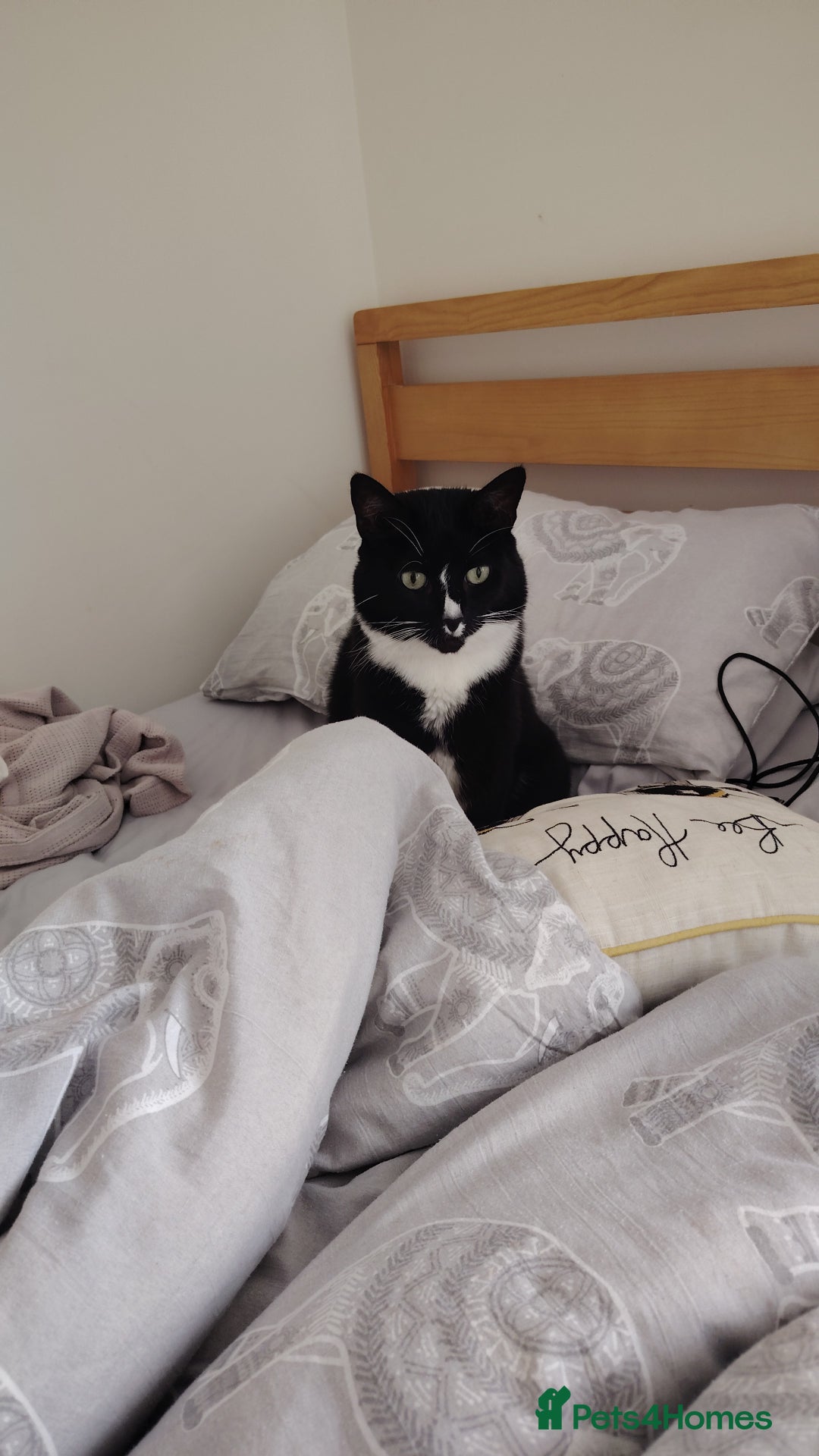 Domestic Shorthair cats for sale: Simba + Nala wanting new home.  - Advert 4