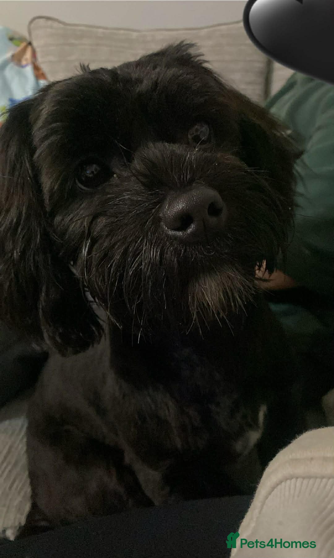 Mixed Breed dogs Lhasa apso puppy - Advert 1