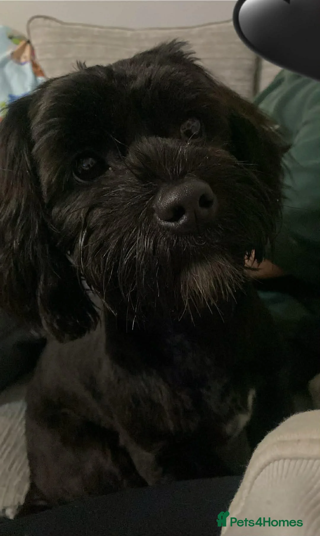 Mixed Breed dogs for sale: Lhasa apso puppy - Advert 1