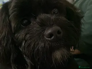 Mixed Breed dogs Lhasa apso puppy - Advert 2