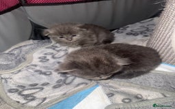 Ragdoll cats for sale: Ragdoll cross Norwegian forest cat - Image 8